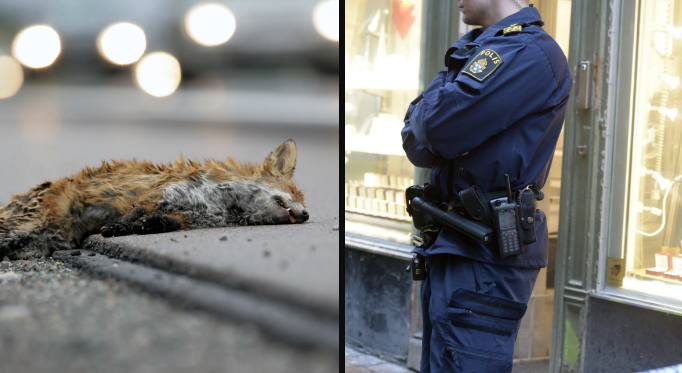 30 döda rävar dumpade vid en vägkant - inget brott säger polisen